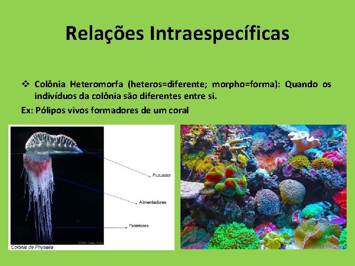 Relações Intraespecíficas v Colônia Heteromorfa (heteros=diferente; morpho=forma): Quando os indivíduos da colônia são diferentes