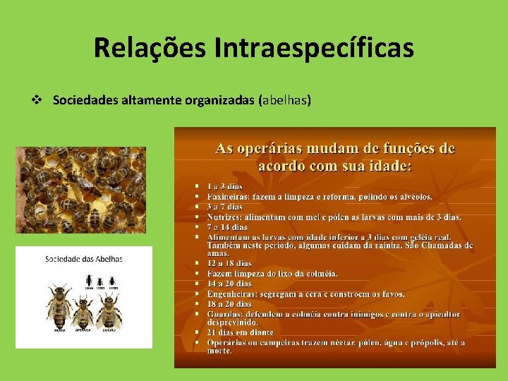Relações Intraespecíficas v Sociedades altamente organizadas (abelhas) 