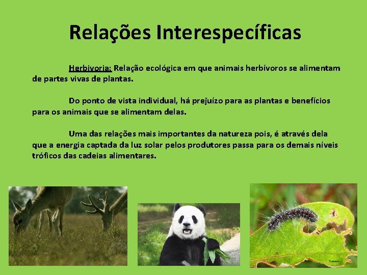 Relações Interespecíficas Herbivoria: Relação ecológica em que animais herbívoros se alimentam de partes vivas