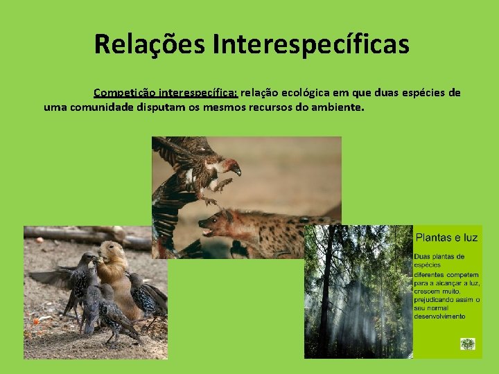 Relações Interespecíficas Competição interespecífica: relação ecológica em que duas espécies de uma comunidade disputam