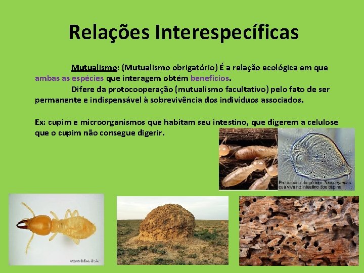 Relações Interespecíficas Mutualismo: (Mutualismo obrigatório) É a relação ecológica em que ambas as espécies