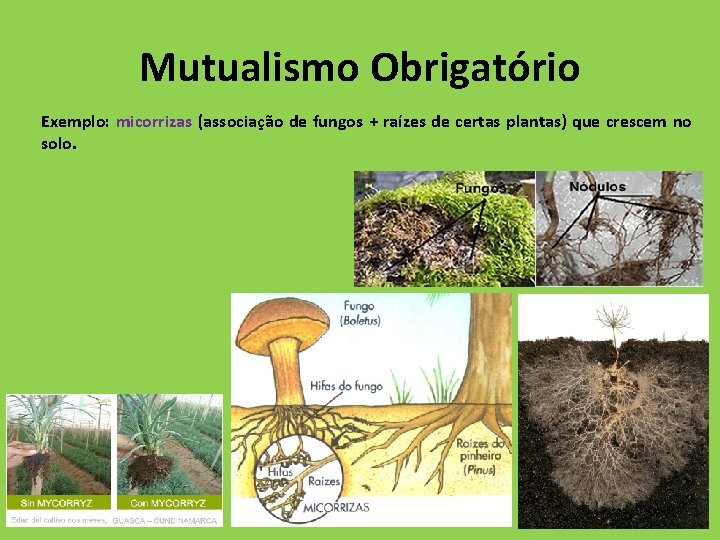 Mutualismo Obrigatório Exemplo: micorrizas (associação de fungos + raízes de certas plantas) que crescem