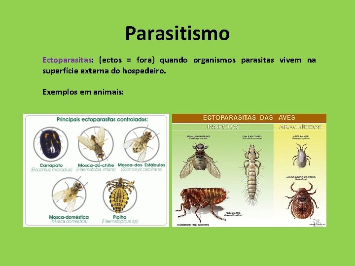 Parasitismo Ectoparasitas: (ectos = fora) quando organismos parasitas vivem na superfície externa do hospedeiro.