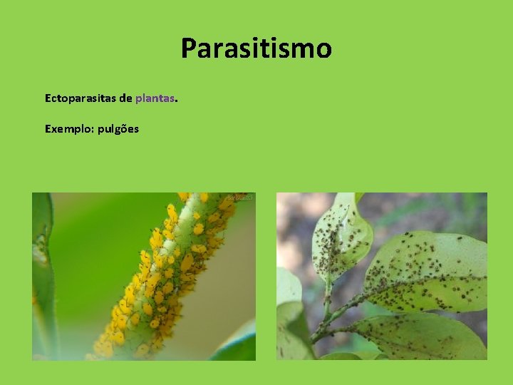 Parasitismo Ectoparasitas de plantas. Exemplo: pulgões 