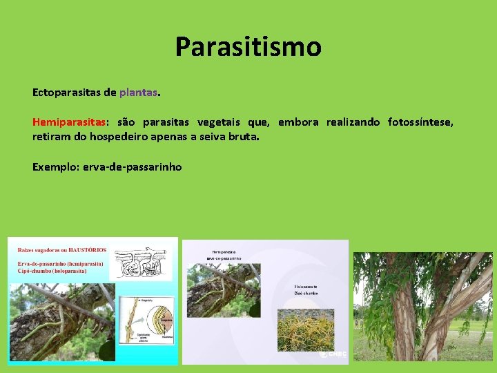 Parasitismo Ectoparasitas de plantas. Hemiparasitas: são parasitas vegetais que, embora realizando fotossíntese, retiram do