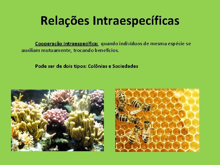 Relações Intraespecíficas Cooperação intraespecífica: quando indivíduos de mesma espécie se auxiliam mutuamente, trocando benefícios.