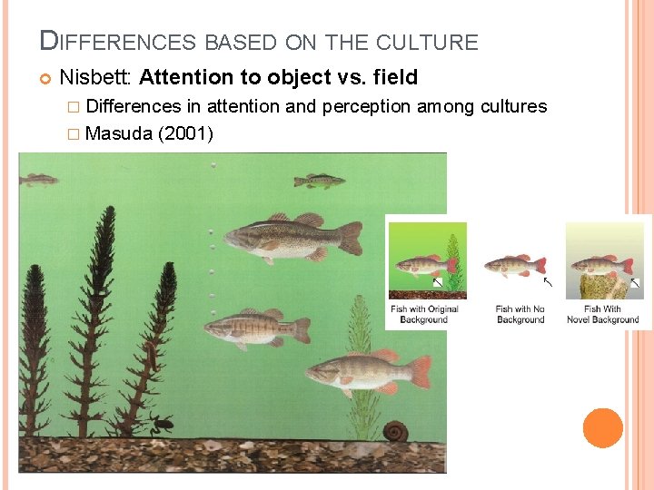 DIFFERENCES BASED ON THE CULTURE Nisbett: Attention to object vs. field � Differences in