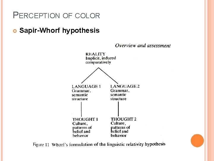 PERCEPTION OF COLOR Sapir-Whorf hypothesis 