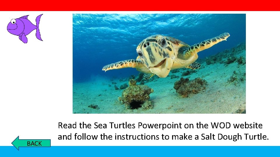 BACK Read the Sea Turtles Powerpoint on the WOD website and follow the instructions