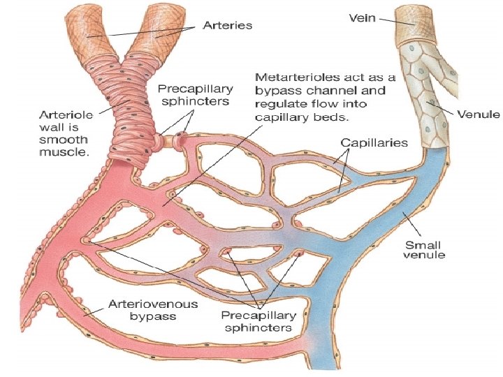 Figure 15 -3: Metarterioles 