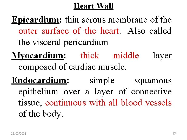 Heart Wall Epicardium: thin serous membrane of the outer surface of the heart. Also