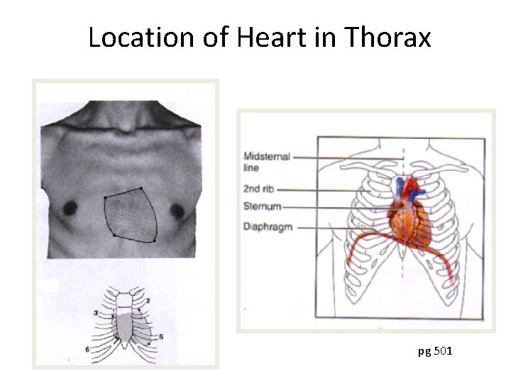 Location of Heart in Thorax pg 501 