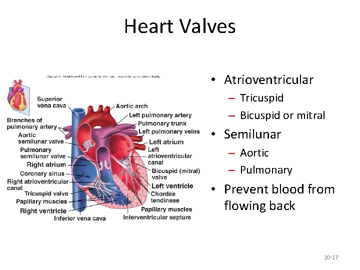 Heart Valves • Atrioventricular – Tricuspid – Bicuspid or mitral • Semilunar – Aortic