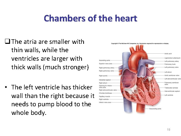 Chambers of the heart q The atria are smaller with thin walls, while the