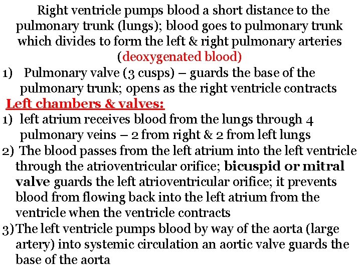 Right ventricle pumps blood a short distance to the pulmonary trunk (lungs); blood goes