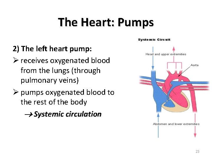 The Heart: Pumps 2) The left heart pump: Ø receives oxygenated blood from the