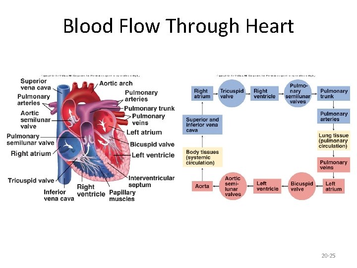 Blood Flow Through Heart 20 -25 