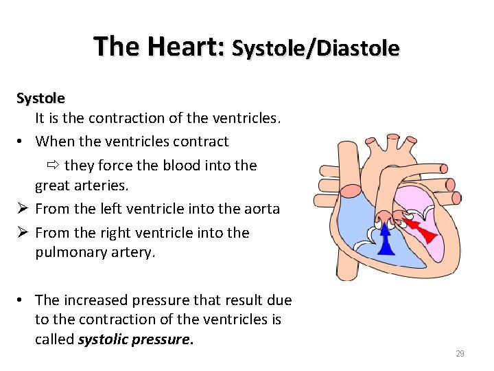 The Heart: Systole/Diastole Systole It is the contraction of the ventricles. • When the