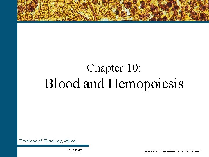 Chapter 10: Blood and Hemopoiesis Textbook of Histology, 4 th ed. Copyright © 2017