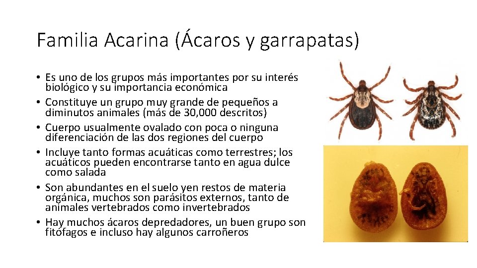 Familia Acarina (Ácaros y garrapatas) • Es uno de los grupos más importantes por Familia Acarina (Ácaros y garrapatas) • Es uno de los grupos más importantes por