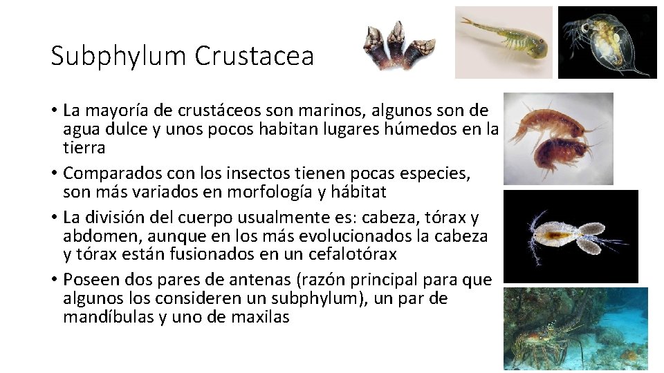 Subphylum Crustacea • La mayoría de crustáceos son marinos, algunos son de agua dulce Subphylum Crustacea • La mayoría de crustáceos son marinos, algunos son de agua dulce