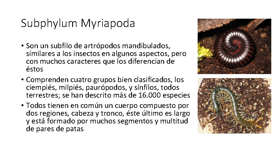 Subphylum Myriapoda • Son un subfilo de artrópodos mandibulados, similares a los insectos en Subphylum Myriapoda • Son un subfilo de artrópodos mandibulados, similares a los insectos en
