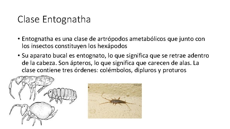 Clase Entognatha • Entognatha es una clase de artrópodos ametabólicos que junto con los Clase Entognatha • Entognatha es una clase de artrópodos ametabólicos que junto con los