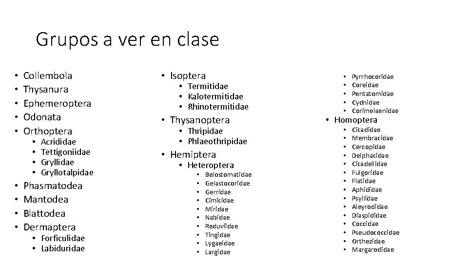 Grupos a ver en clase • • • Collembola Thysanura Ephemeroptera Odonata Orthoptera • Grupos a ver en clase • • • Collembola Thysanura Ephemeroptera Odonata Orthoptera •