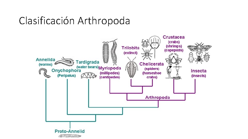 Clasificación Arthropoda Clasificación Arthropoda