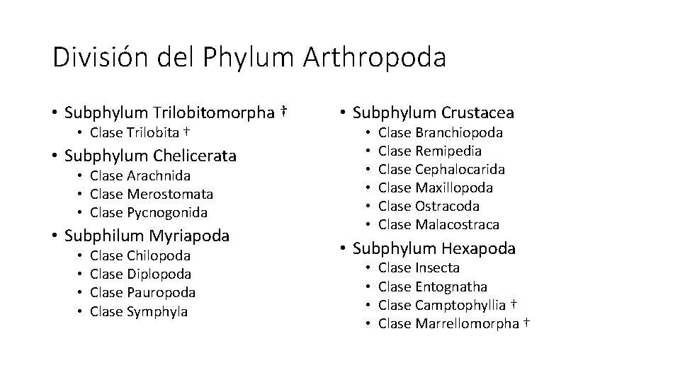 División del Phylum Arthropoda • Subphylum Trilobitomorpha † • Clase Trilobita † • Subphylum División del Phylum Arthropoda • Subphylum Trilobitomorpha † • Clase Trilobita † • Subphylum