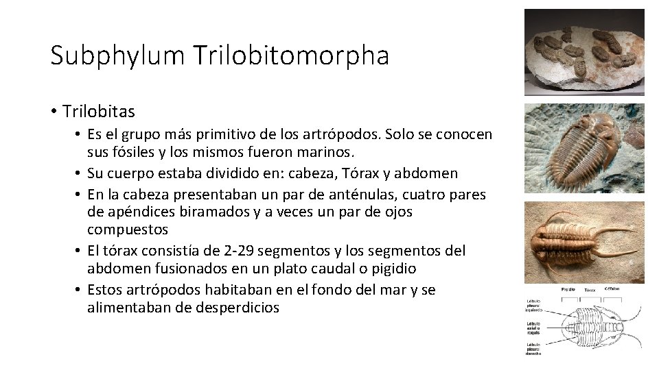 Subphylum Trilobitomorpha • Trilobitas • Es el grupo más primitivo de los artrópodos. Solo Subphylum Trilobitomorpha • Trilobitas • Es el grupo más primitivo de los artrópodos. Solo
