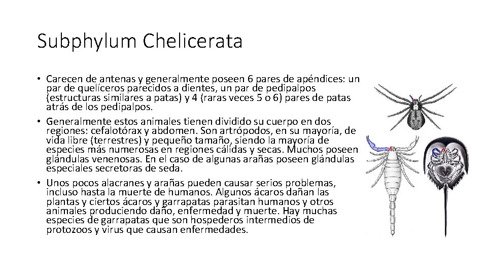 Subphylum Chelicerata • Carecen de antenas y generalmente poseen 6 pares de apéndices: un Subphylum Chelicerata • Carecen de antenas y generalmente poseen 6 pares de apéndices: un