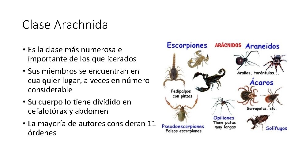 Clase Arachnida • Es la clase más numerosa e importante de los quelicerados • Clase Arachnida • Es la clase más numerosa e importante de los quelicerados •