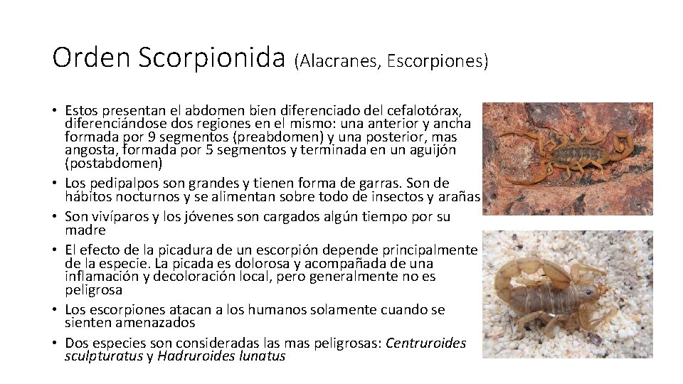 Orden Scorpionida (Alacranes, Escorpiones) • Estos presentan el abdomen bien diferenciado del cefalotórax, diferenciándose Orden Scorpionida (Alacranes, Escorpiones) • Estos presentan el abdomen bien diferenciado del cefalotórax, diferenciándose