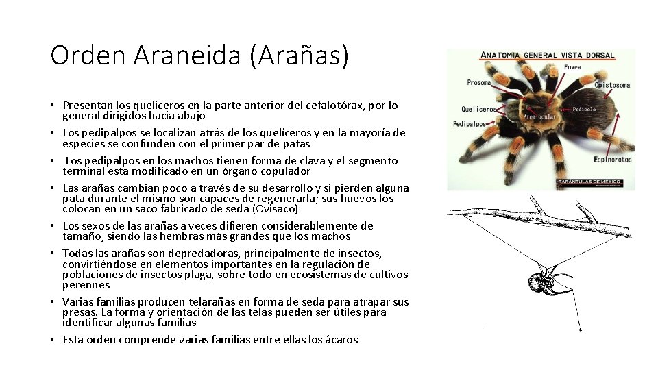 Orden Araneida (Arañas) • Presentan los quelíceros en la parte anterior del cefalotórax, por Orden Araneida (Arañas) • Presentan los quelíceros en la parte anterior del cefalotórax, por