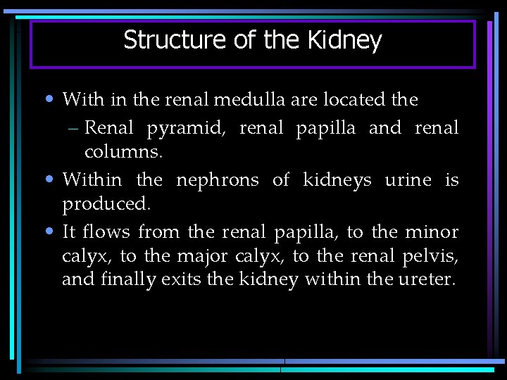 Structure of the Kidney • With in the renal medulla are located the –