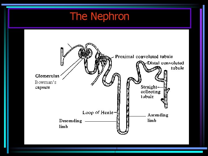 The Nephron Bowman’s Descending limb Ascending limb 