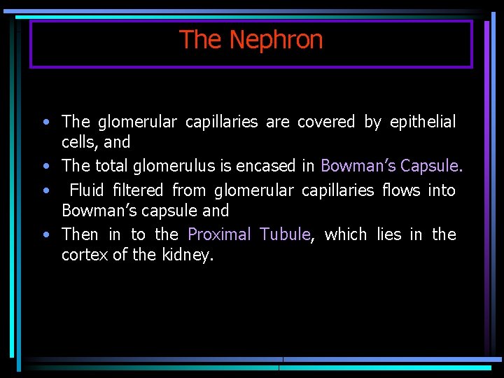 The Nephron • The glomerular capillaries are covered by epithelial cells, and • The
