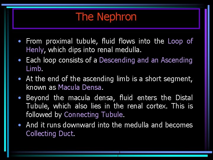 The Nephron • From proximal tubule, fluid flows into the Loop of Henly, which