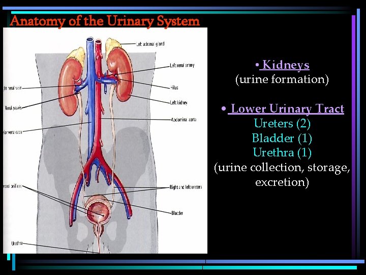 Anatomy of the Urinary System • Kidneys (urine formation) • Lower Urinary Tract Ureters