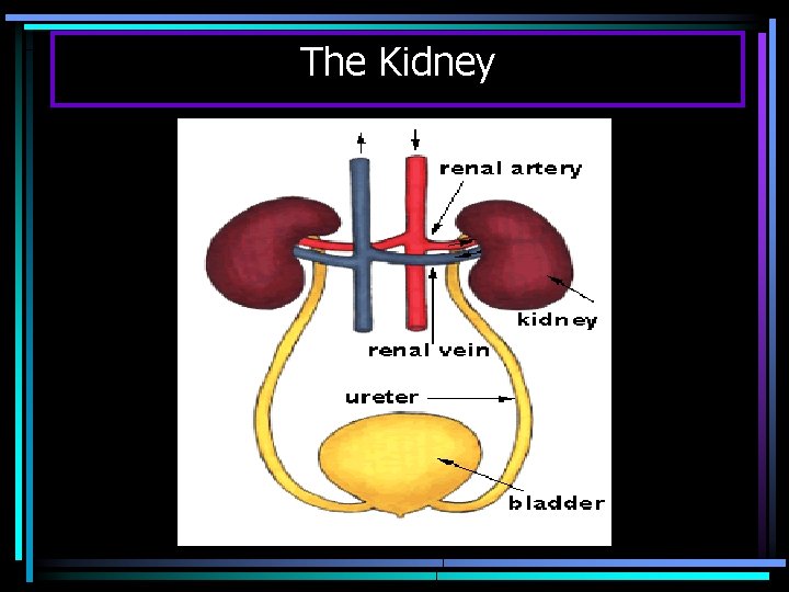 The Kidney 