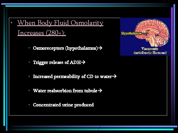  • When Body Fluid Osmolarity Increases (280+): • Osmoreceptors (hypothalamus) • Trigger release