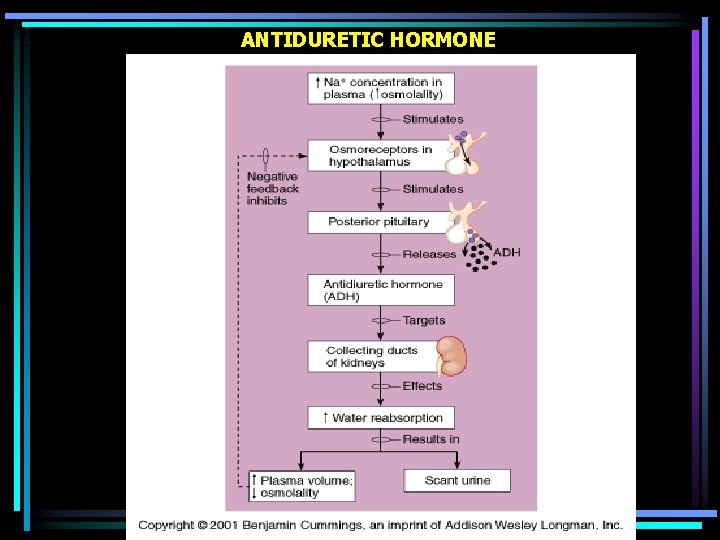 ANTIDURETIC HORMONE 