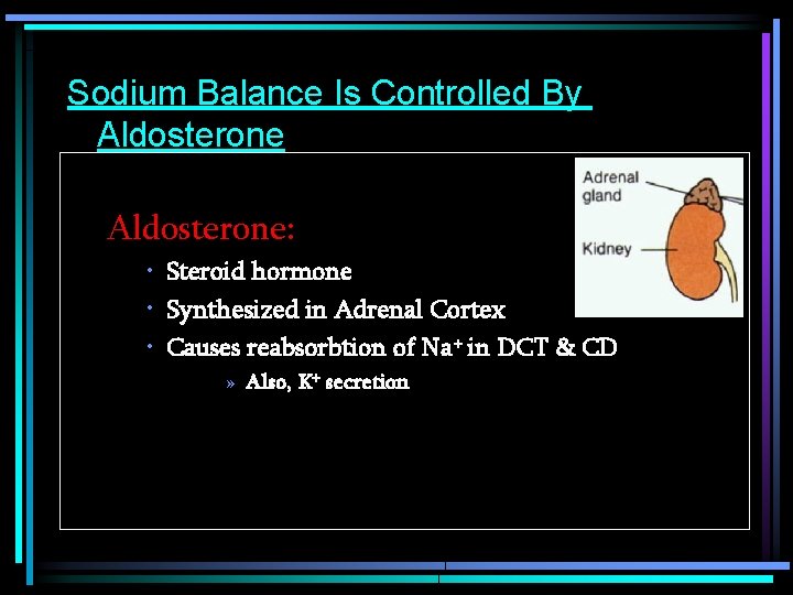 Sodium Balance Is Controlled By Aldosterone: • Steroid hormone • Synthesized in Adrenal Cortex