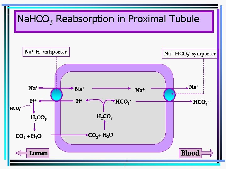 Na. HCO 3 Reabsorption in Proximal Tubule Na+-H+ antiporter Na+-HCO 3 - symporter Na+