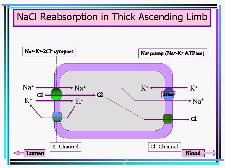 Na. Cl Reabsorption in Thick Ascending Limb Na+-K+-2 Cl- symport Na+ K+ Cl- Na+