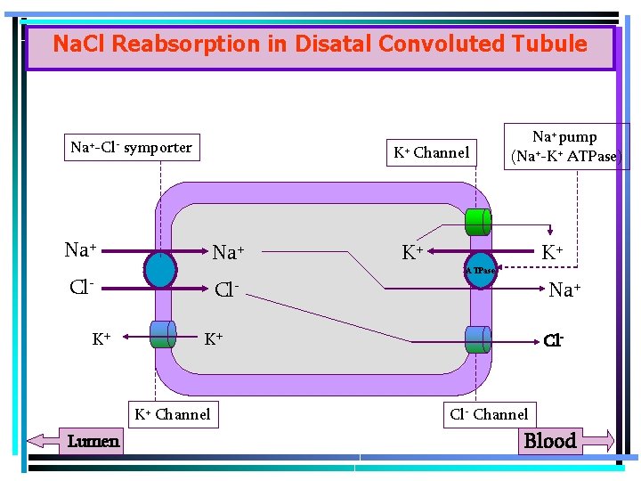 Na. Cl Reabsorption in Disatal Convoluted Tubule Na+-Cl- symporter K+ Channel Na+ Cl. K+