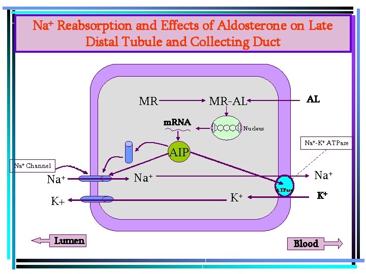 Na+ Reabsorption and Effects of Aldosterone on Late Distal Tubule and Collecting Duct MR