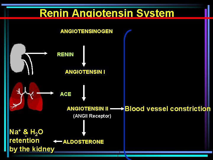 Renin Angiotensin System ANGIOTENSINOGEN RENIN ANGIOTENSIN I ACE ANGIOTENSIN II (ANGII Receptor) Na+ &