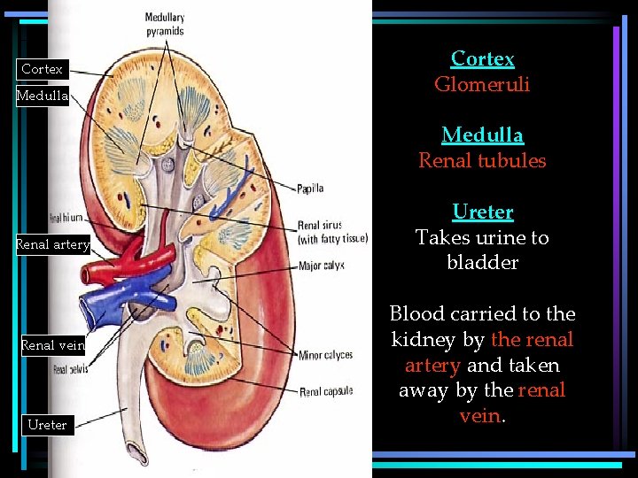 Cortex Medulla Cortex Glomeruli Medulla Renal tubules Renal artery Renal vein Ureter Takes urine